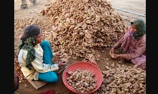 ಶುಂಠಿ ಮುರಿಯುವುದು