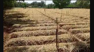 ಶುಂಠಿಗೆ ಹೊದಿಕೆ
