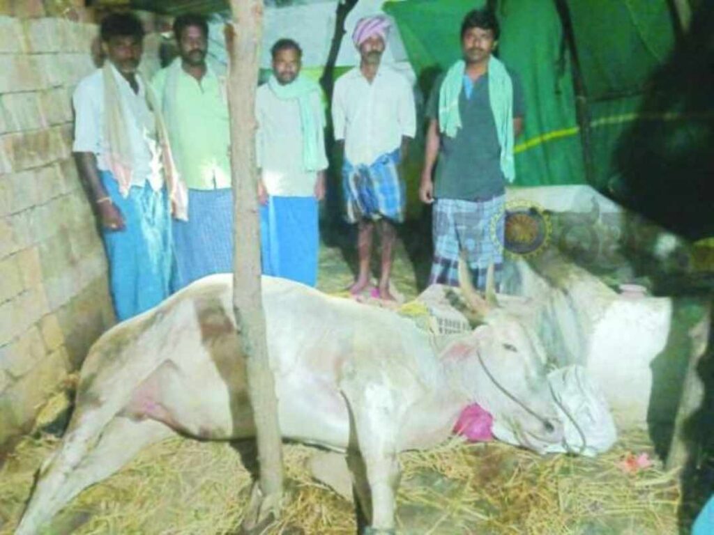 ಸಿಡಿಲು ಬಡಿದು ಎತ್ತುಗಳು ಸಾವು