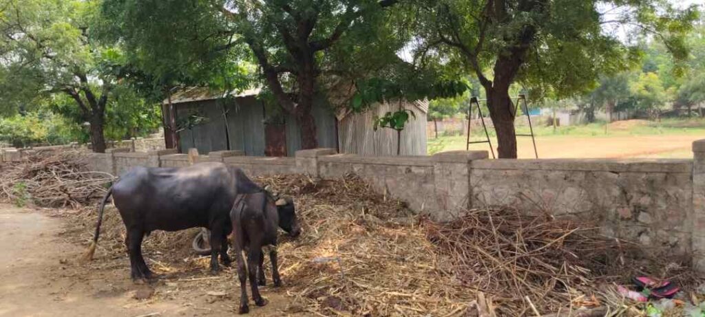 ಸಿದ್ಧನಾಥ ಗ್ರಾಮ 1