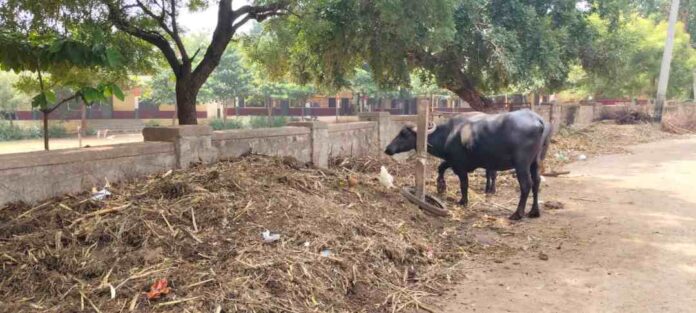 ಸಿದ್ಧನಾಥ ಗ್ರಾಮ