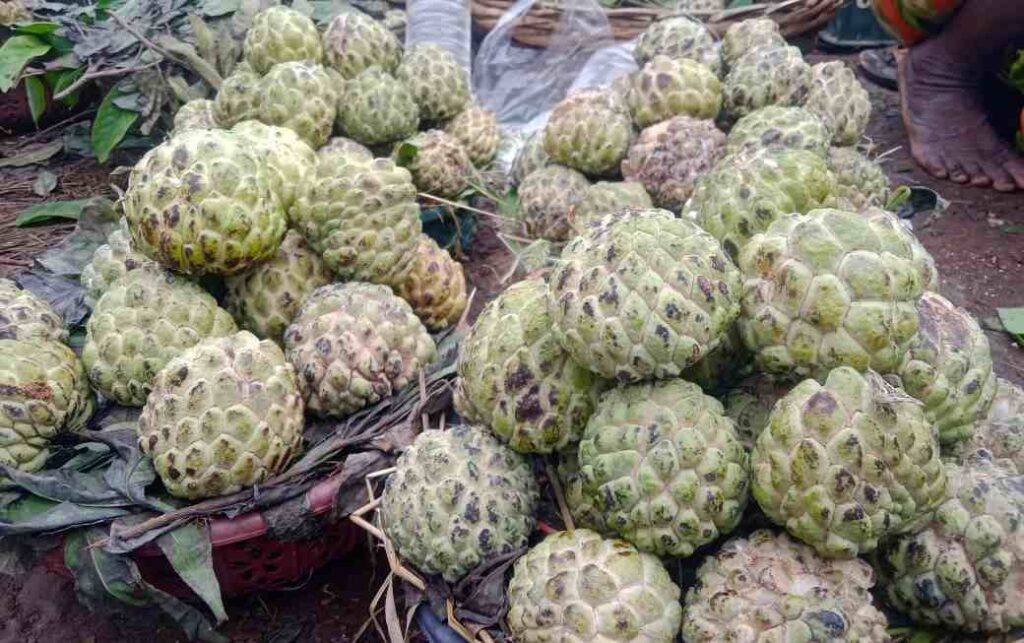 ಸೀತಾಫಲ ಮಾರಾಟ