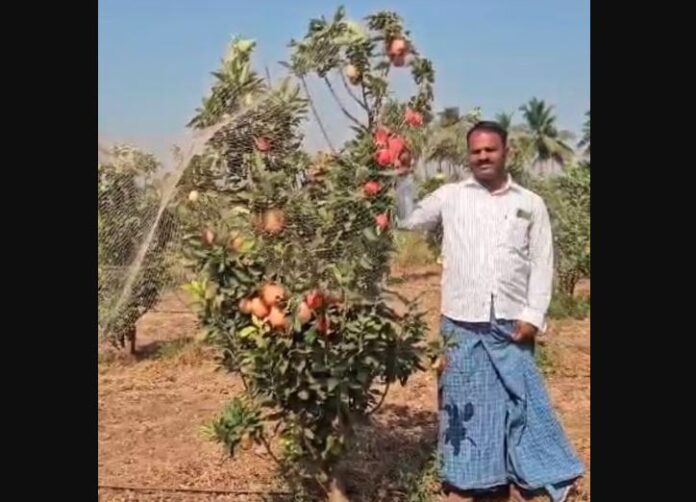 ಸೇಬು ಬೆಳೆಗಾರ