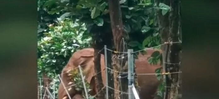 ಸೋಲಾರ್‌ ಬೇಲಿ ದಾಟಿದ ಕಾಡಾನೆ