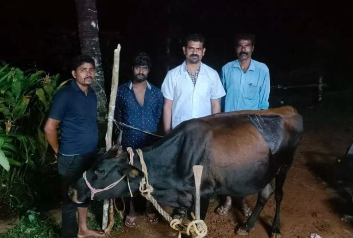 ಹಸುವಿಗೆ ಶಸ್ತ್ರ ಚಿಕಿತ್ಸೆ