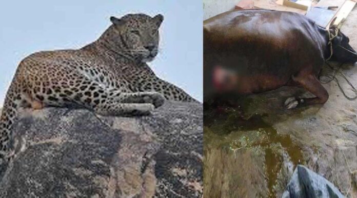 ಹಸುವಿನ ಮೇಲೆ ಚಿರತೆ ದಾಳಿ