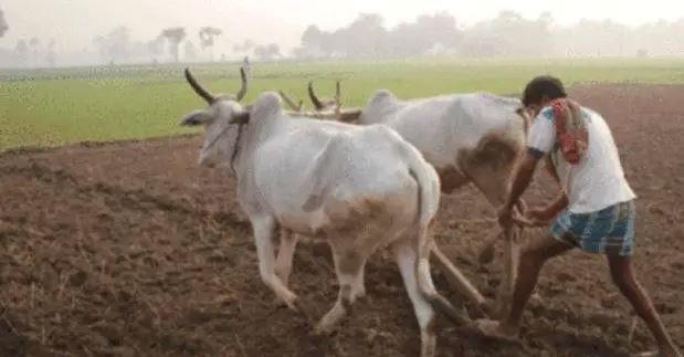 ಹಿಂಗಾರು ಬಿತ್ತನೆ