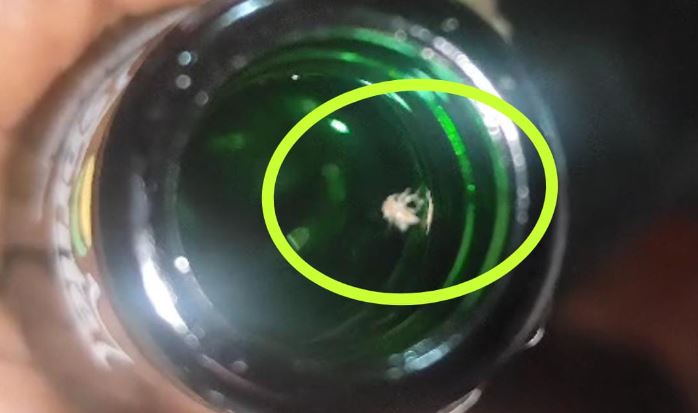 ಹುಳ ಪತ್ತೆ