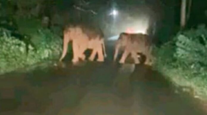ಹೆದ್ದಾರಿಯಲ್ಲಿ ಆನೆಗಳ ಹಿಂಡು