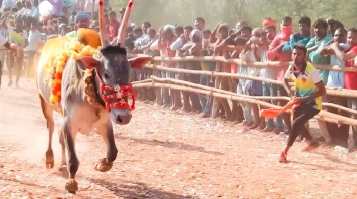 ಹೋರಿ ಹಬ್ಬ